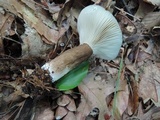 Lactarius lignyotus image
