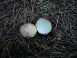 Rhizopogon roseolus image