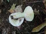 Lactarius piperatus image