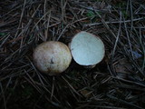 Rhizopogon roseolus image