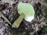 Gyroporus castaneus image