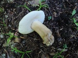 Gyroporus castaneus image