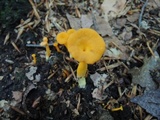 Cantharellus ignicolor image