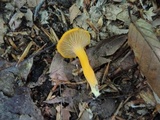 Cantharellus ignicolor image