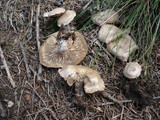 Rhodocybe parilis image