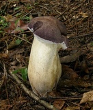 Tylopilus rubrobrunneus image