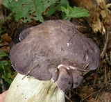 Tylopilus rubrobrunneus image