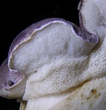 Tylopilus rubrobrunneus image