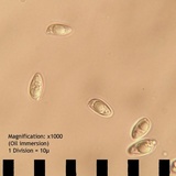 Tylopilus rubrobrunneus image