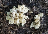 Sebacina sparassoidea image