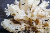 Sebacina sparassoidea image