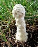 Amanita thiersii image