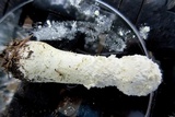 Amanita thiersii image