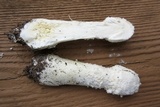 Amanita thiersii image