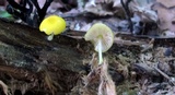 Pluteus chrysophlebius image