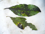 Rhytisma salicinum image