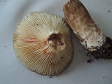 Lactarius lignyotus image
