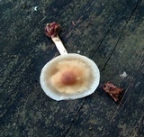 Agrocybe acericola image