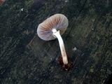 Agrocybe acericola image