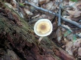 Agrocybe acericola image