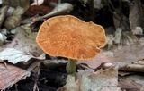 Polyporus radicatus image