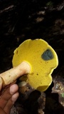 Caloboletus inedulis image