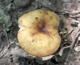Russula mutabilis image