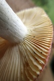 Russula pulchra image