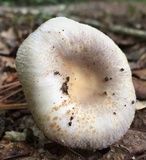 Russula crustosa image