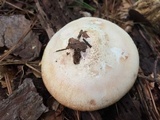 Amanita roseitincta image