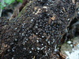 Rosellinia aquila image