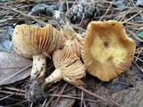 Russula earlei image