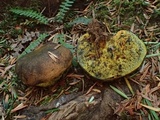 Gastroboletus turbinatus image