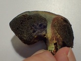Gastroboletus turbinatus image