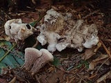 Hydnellum scrobiculatum image