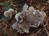 Hydnellum scrobiculatum image
