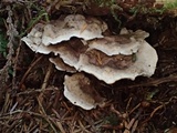 Hydnellum scrobiculatum image