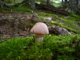 Cortinarius caperatus image