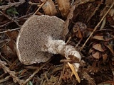 Hydnellum scrobiculatum image