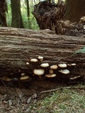 Crepidotus applanatus image