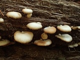 Crepidotus applanatus image