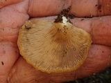 Crepidotus applanatus image