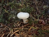 Russula crassotunicata image