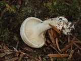 Russula crassotunicata image