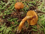 Cortinarius gentilis image
