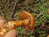 Cortinarius gentilis image