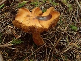 Cortinarius gentilis image