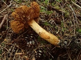 Cortinarius gentilis image