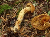 Cortinarius gentilis image