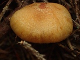 Cortinarius gentilis image